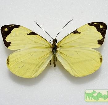 Enantia melite