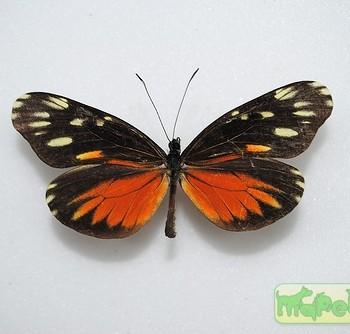 Dismorphia eunoe