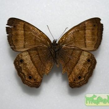 Pedaliodes dejecta