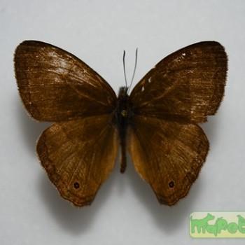 Pedaliodes manis
