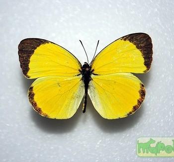 Eurema nise