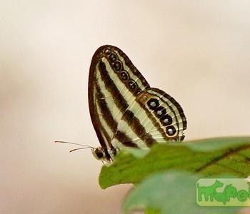 Ragadia luzonia