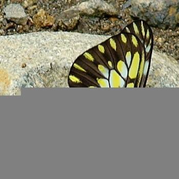 Dismorphia lygdamis