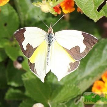 Eurema mexicana