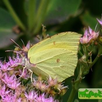 Gonepteryx mahaguru
