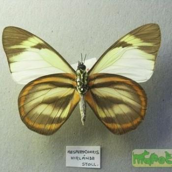Hesperocharis hirlanda
