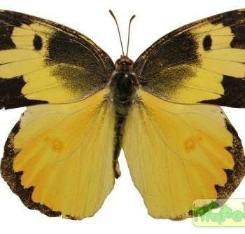 Zerene cesonia