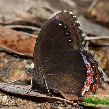 Gyrocheilus patrobas