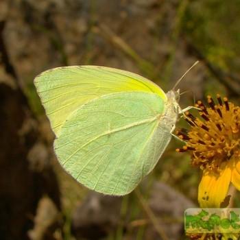 Kricogonia lyside