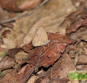 Paryphthimoides undulata