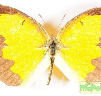 Eurema nicippe