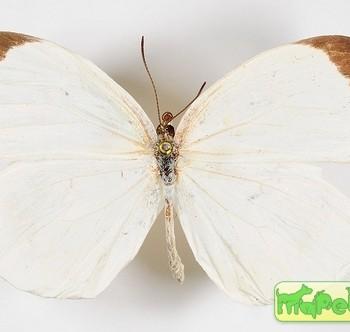 Eurema albula