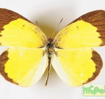 Eurema lisa