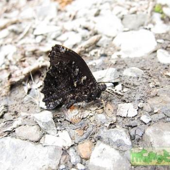 Steroma superba