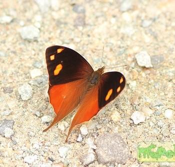 Corades chelonis