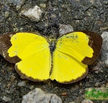 Eurema sari