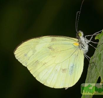 Dismorphia lelex