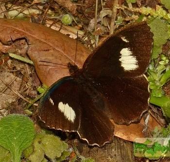 Pedaliodes pylas