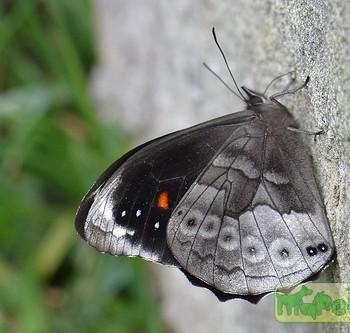 Pronophila epidipnis