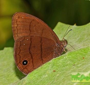 Forsterinaria neonympha