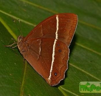 Parataygetis lineata