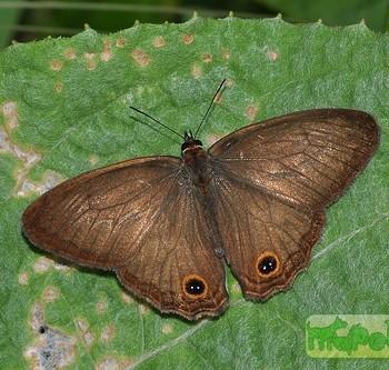 Euptychoides griphe