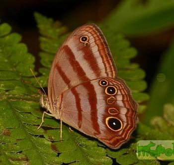 Magneuptychia tiessa