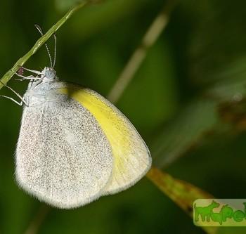 Eurema elathea