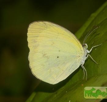 Eurema phiale