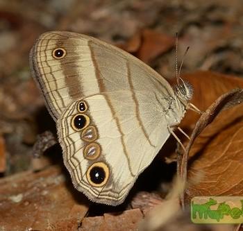 Euptychoides saturnus