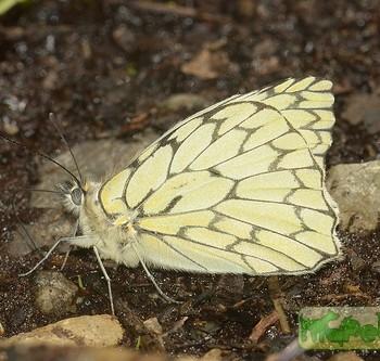 Hesperocharis nera