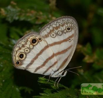 Euptychia mollina