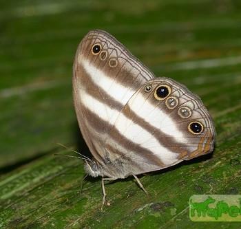 Pareuptychia hesionides