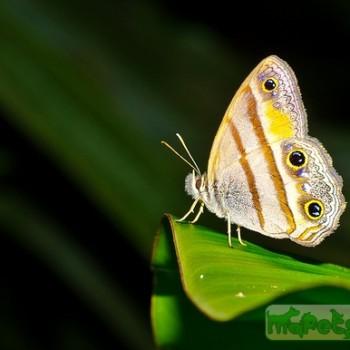 Cissia penelope
