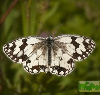 Melanargia lachesis
