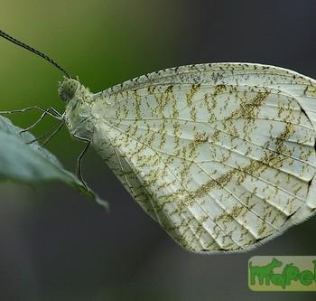 Leptosia nina
