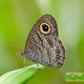 Ypthima horsfieldii