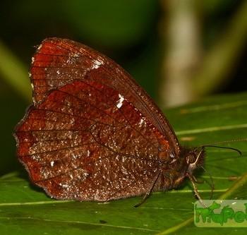 Pedaliodes poema