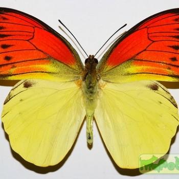 Hebomoia leucippe