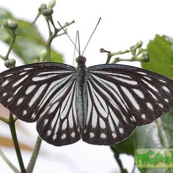 Pareronia hippia