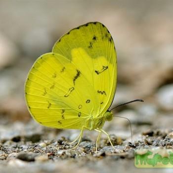 Eurema ada