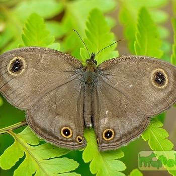 Ypthima pandocus