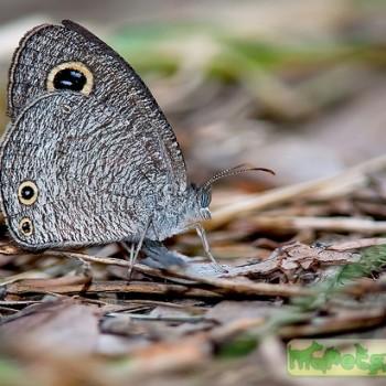 Ypthima asterope