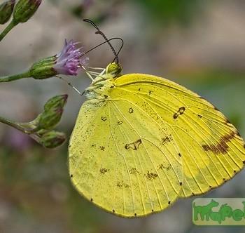 Eurema hecabe