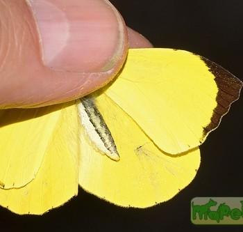 Eurema reticulata