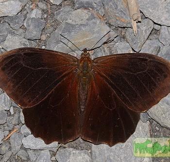 Pronophila cordillera
