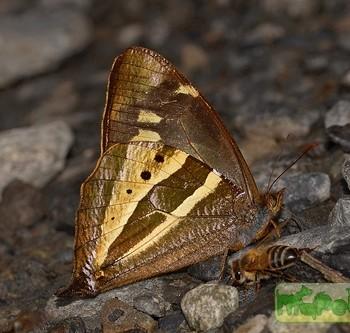 Corades ulema
