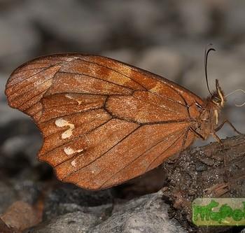 Mygona prochyta