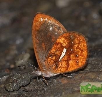 Lymanopoda ferruginosa