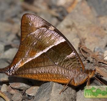 Corades argentata
